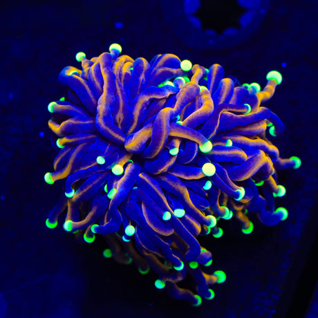 TSA Jester Insanity Torch Coral