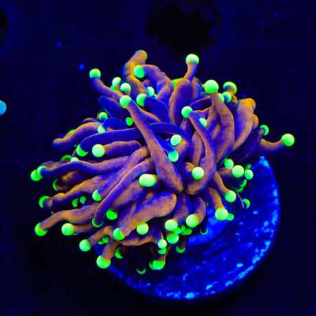 TSA Jester Insanity Torch Coral