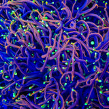 TSA Jester Insanity Torch Coral