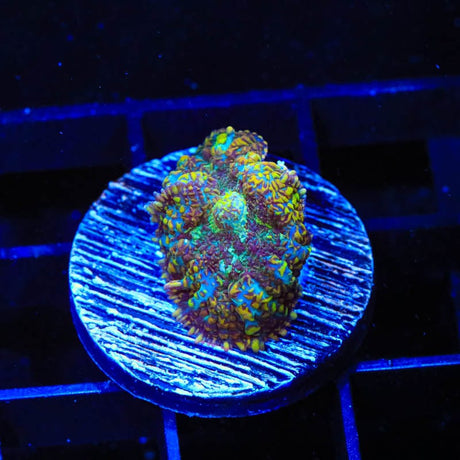 TSA Jester Rhodactis Mushroom Coral