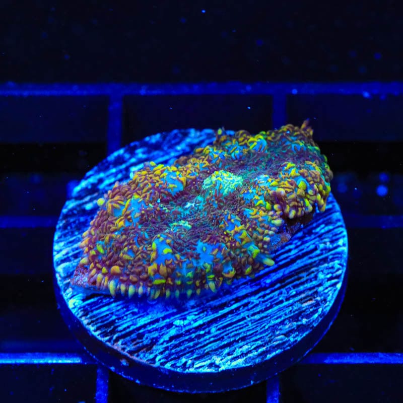 TSA Jester Rhodactis Mushroom Coral