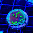 TSA Joker Scroll Coral