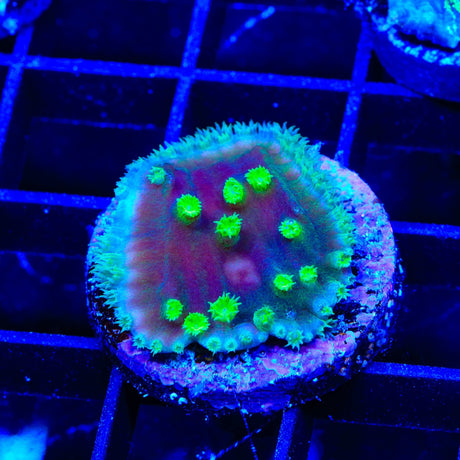 TSA Joker Scroll Coral