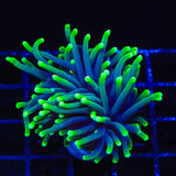 TSA Joker Torch Coral