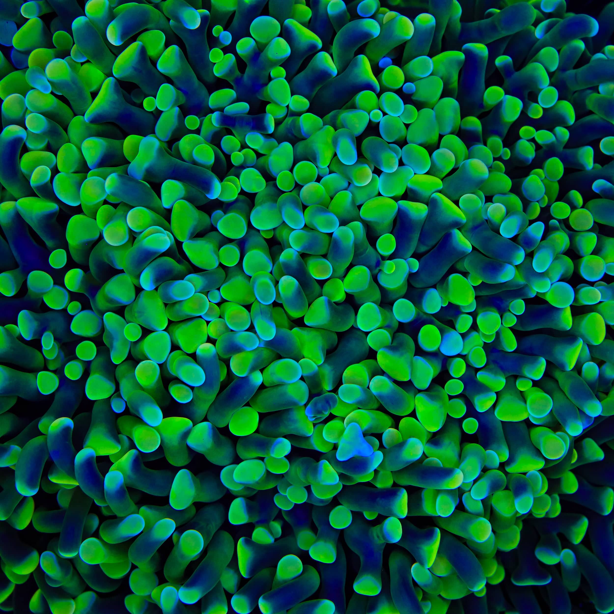 TSA Jolly Green Hammer Coral