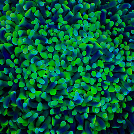 TSA Jolly Green Hammer Coral