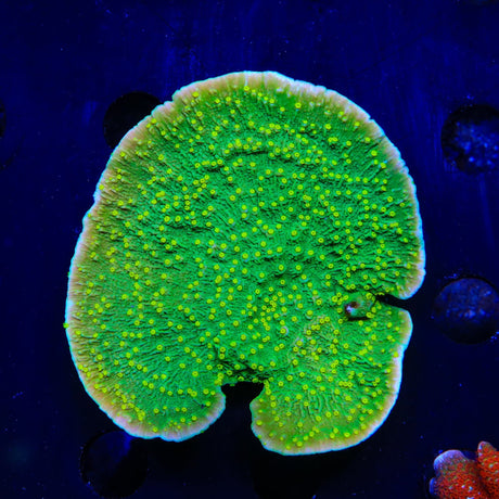 TSA Jolly Rancher Montipora Cap Colony Coral