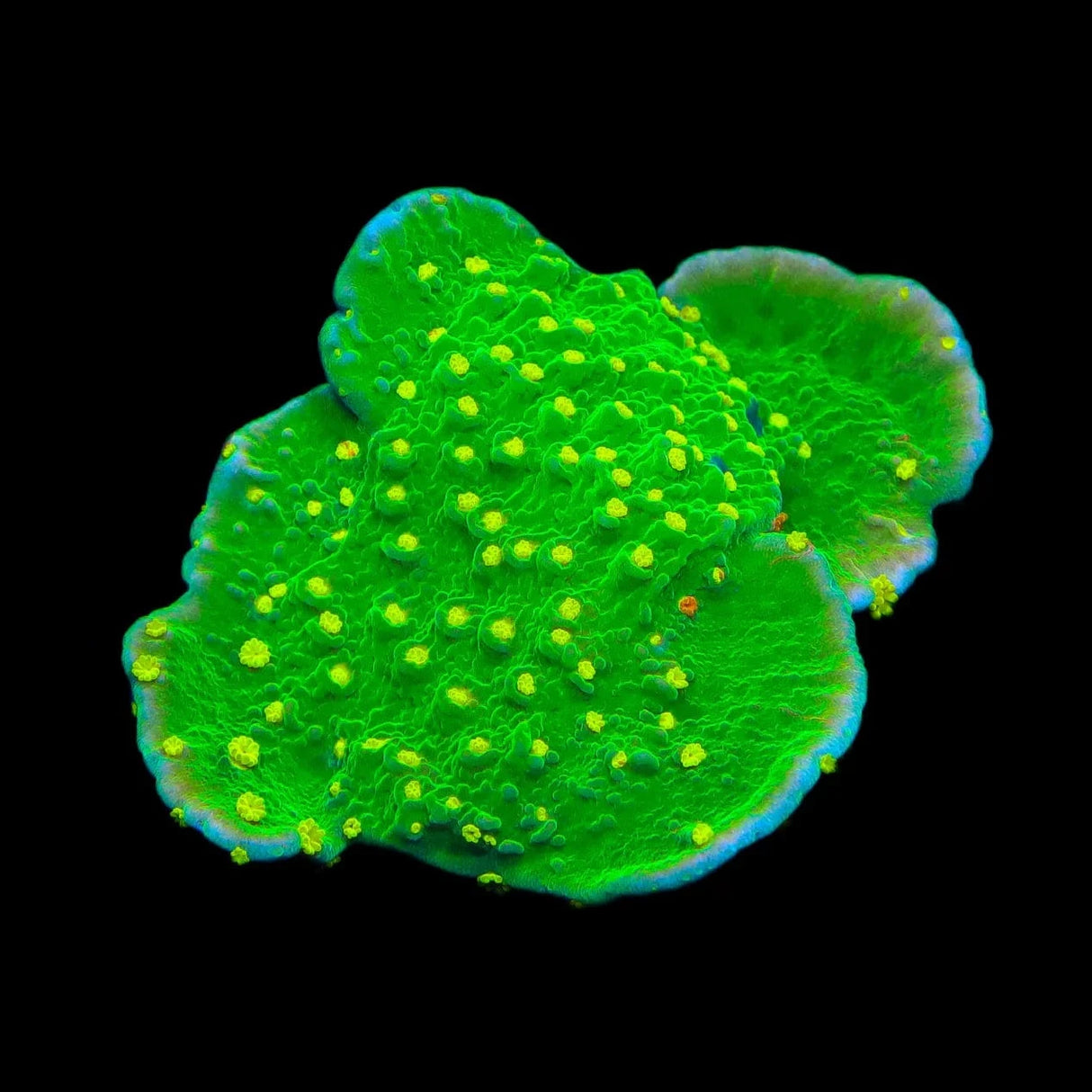 TSA Jolly Rancher Montipora Cap Coral