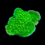 TSA Jolly Rancher Montipora Cap Coral