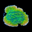 TSA Jolly Rancher Montipora Cap Coral