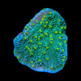 TSA Jolly Rancher Montipora Cap Coral