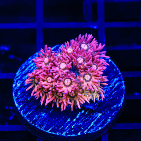 TSA Juicy Fruit Goniopora Coral