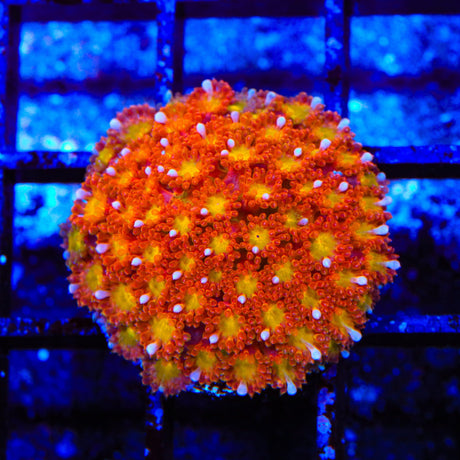 TSA Jujube Goniopora Coral