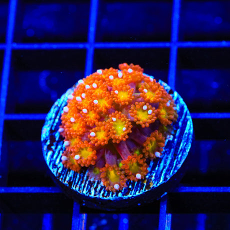 TSA Jujube Goniopora Coral