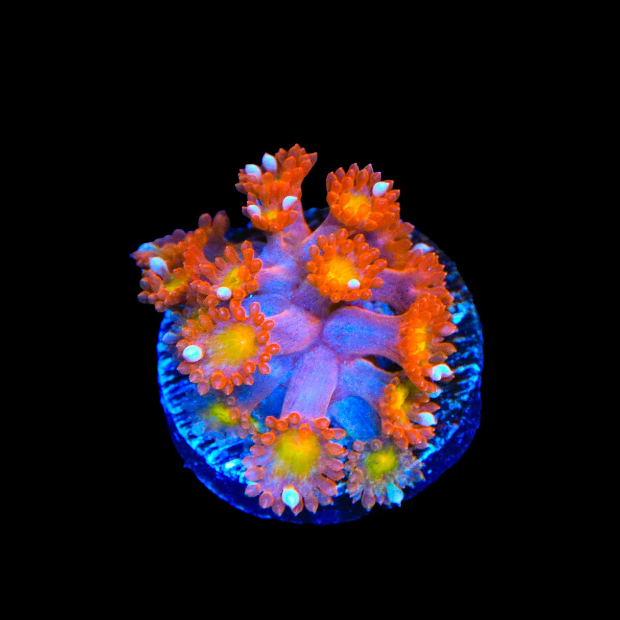 TSA Jujube Goniopora Coral