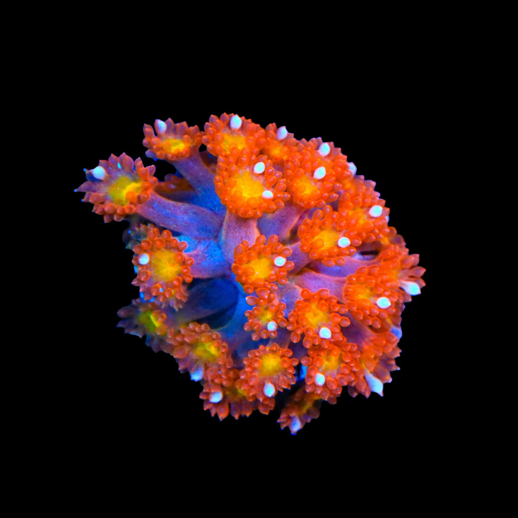 TSA Jujube Goniopora Coral