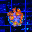 TSA Jujube Goniopora Coral