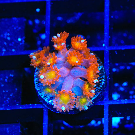 TSA Jujube Goniopora Coral