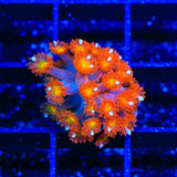 TSA Jujube Goniopora Coral