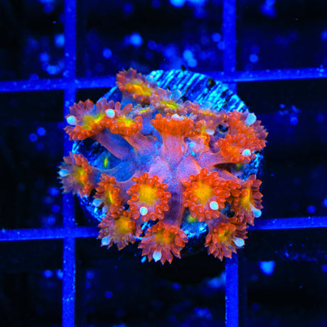 TSA Jujube Goniopora Coral