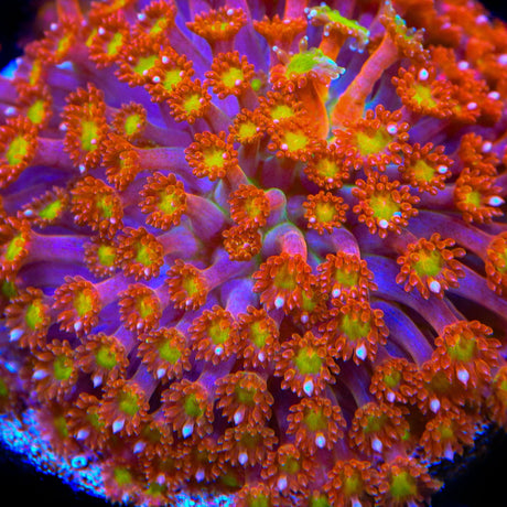 TSA Jujube Goniopora Coral