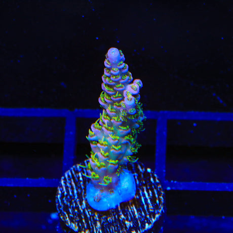 TSA Jungle Breeze Acropora Coral