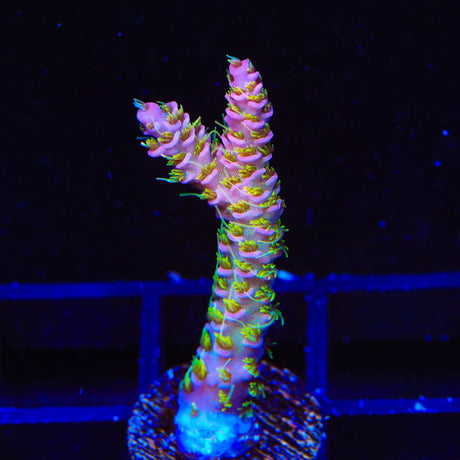 TSA Jungle Breeze Acropora Coral
