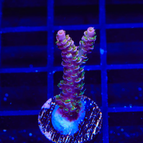 TSA Jungle Breeze Acropora Coral