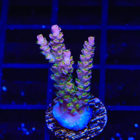 TSA Jungle Breeze Acropora Coral