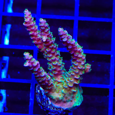 TSA Jungle Breeze Acropora XL Frag Coral