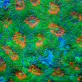 TSA Jungle Haze Echinata Coral