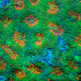 TSA Jungle Haze Echinata Coral