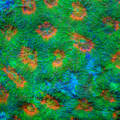 TSA Jungle Haze Echinata Coral