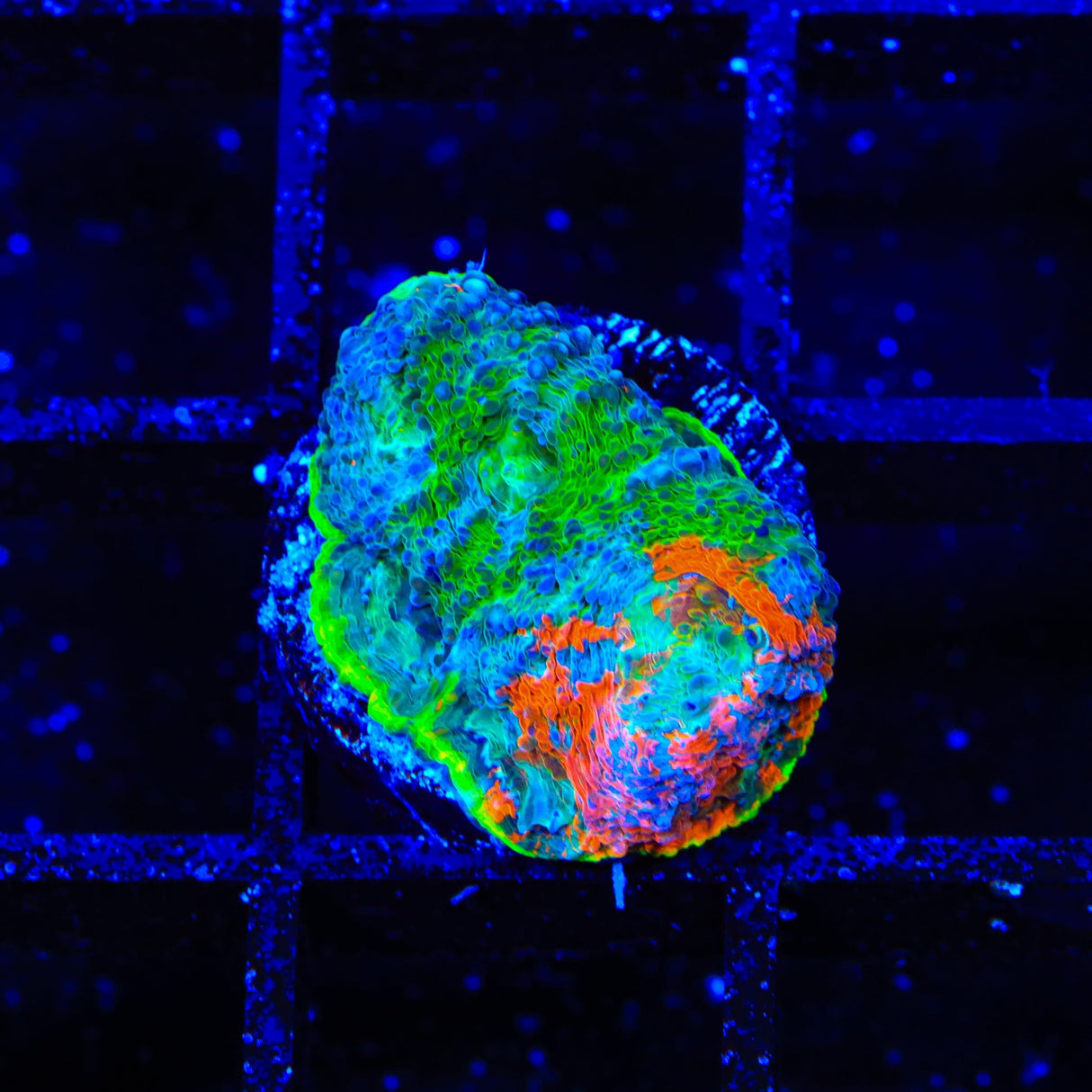 TSA Jungle Haze Echinata Coral