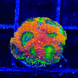 TSA Jungle Haze Echinata Coral