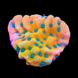 TSA Kaboom Montipora Coral