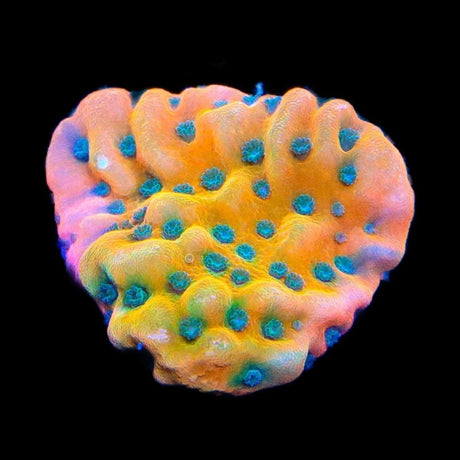 TSA Kaboom Montipora Coral