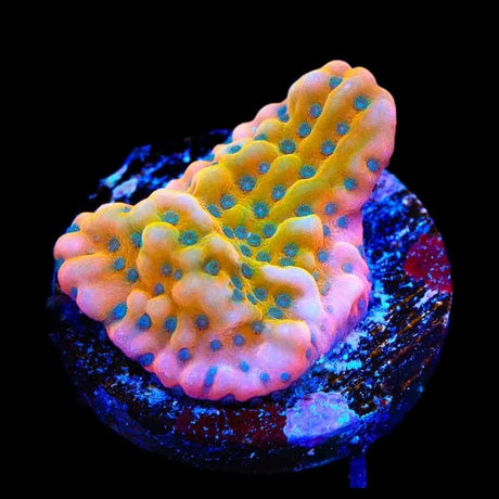 TSA Kaboom Montipora Coral