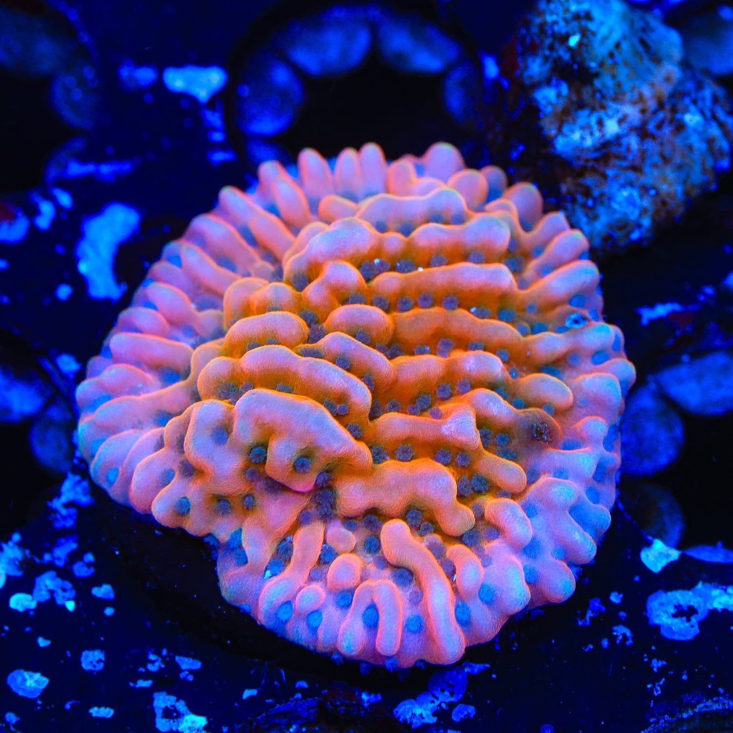 TSA Kaboom Montipora Coral – Almost WYSIWYG – Top Shelf Aquatics