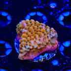TSA Kaboom Montipora Coral