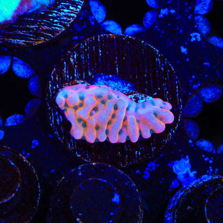 TSA Kaboom Montipora Coral