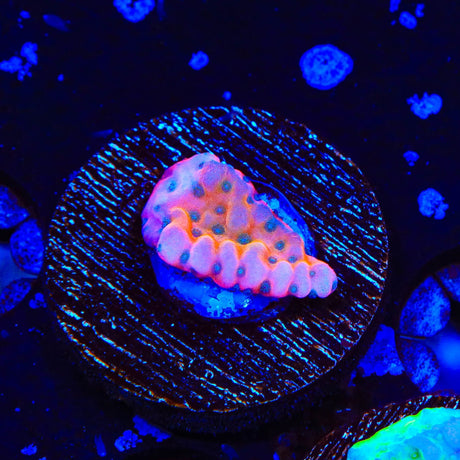 TSA Kaboom Montipora Coral