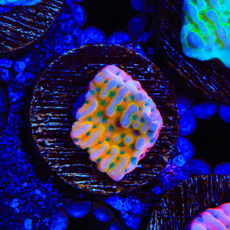 TSA Kaboom Montipora Coral