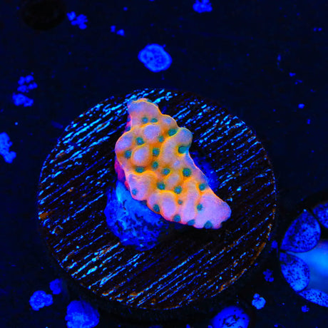 TSA Kaboom Montipora Coral