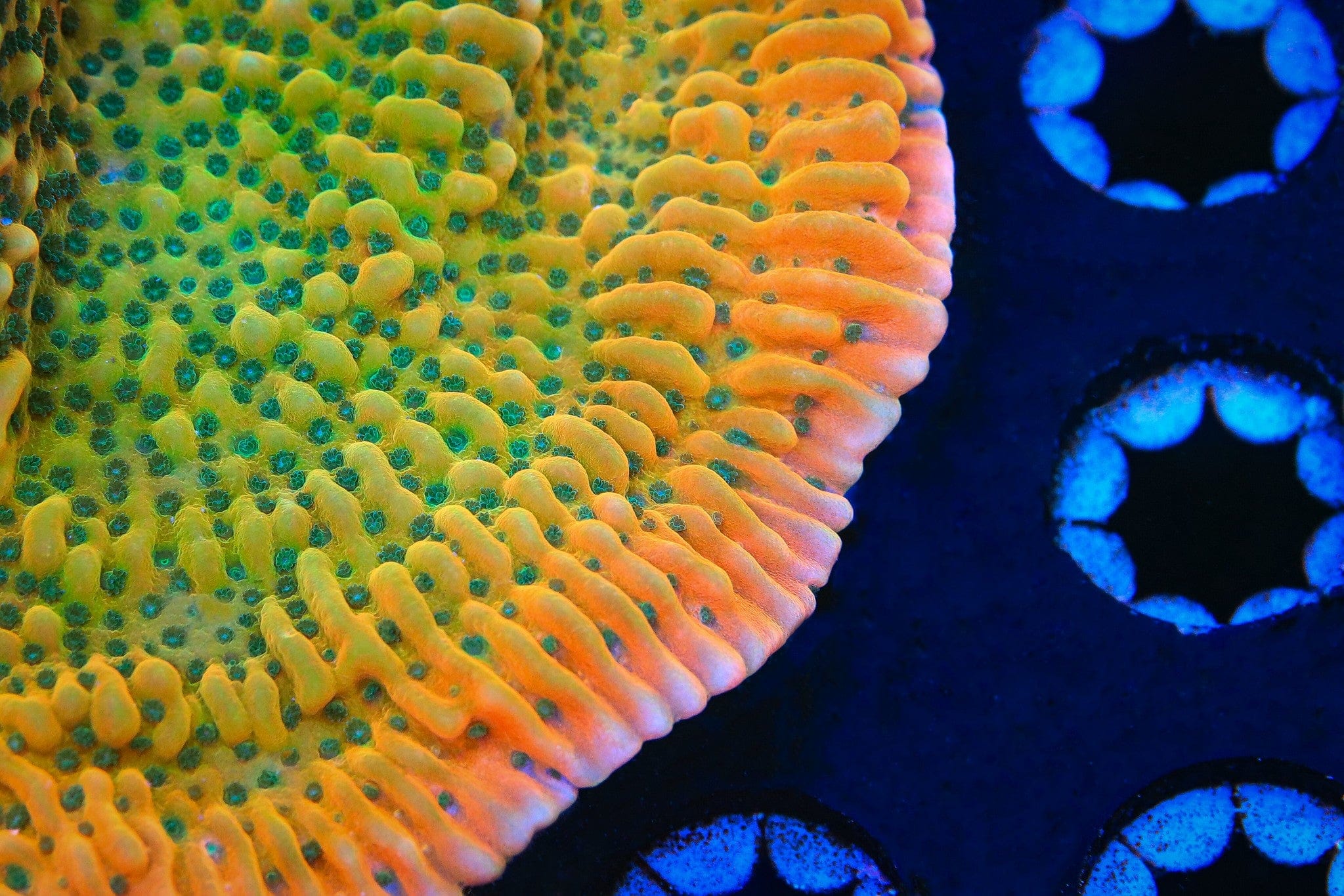 TSA Kaboom Montipora Coral