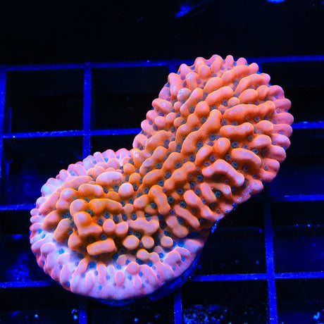 TSA Kaboom Montipora Coral