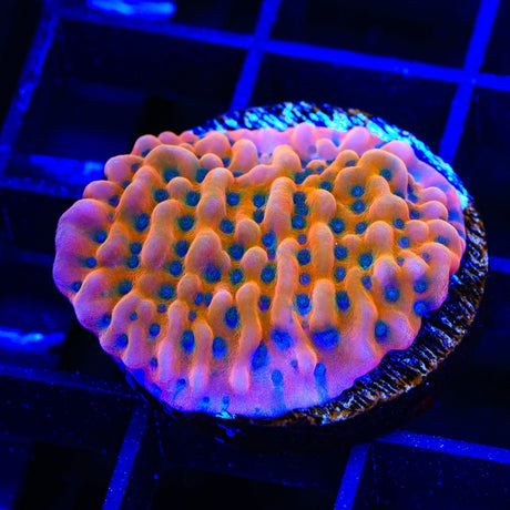 TSA Kaboom Montipora Coral