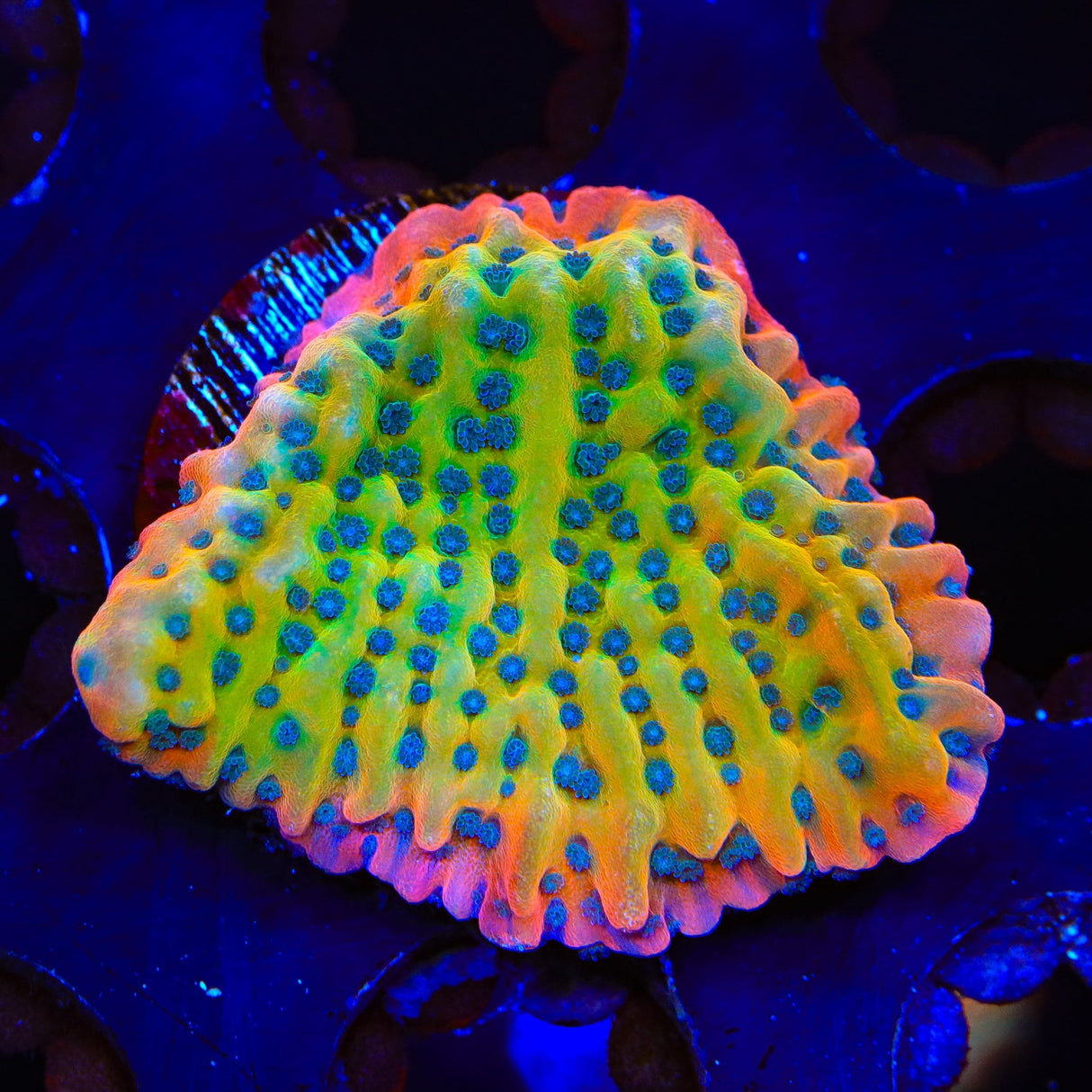 TSA Kaboom Montipora XL Frag