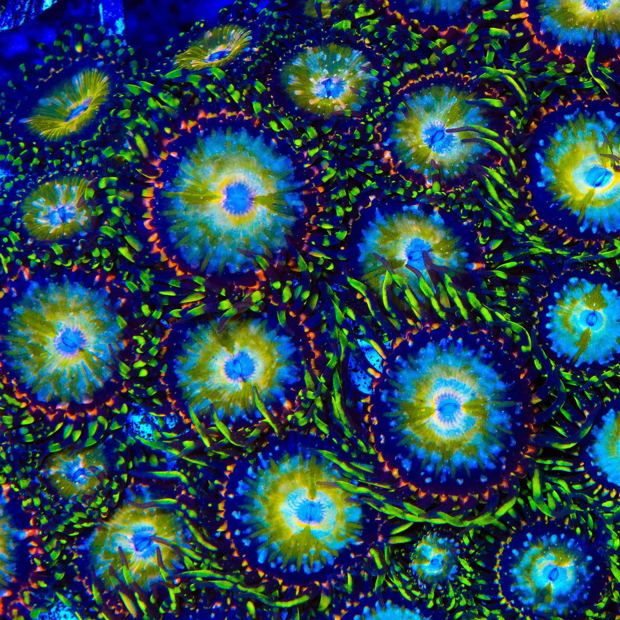 TSA Kaleidoscope Zoanthids Coral
