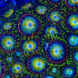 TSA Kaleidoscope Zoanthids Coral